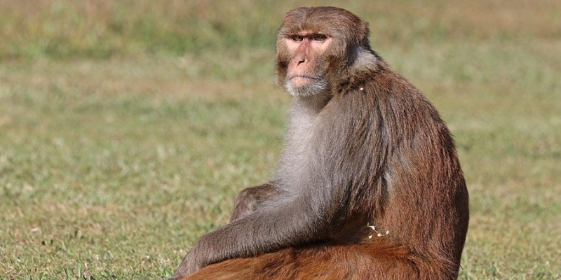 Компанію Neuralink звинувачують у смерті 12 мавп. Маск усе заперечує