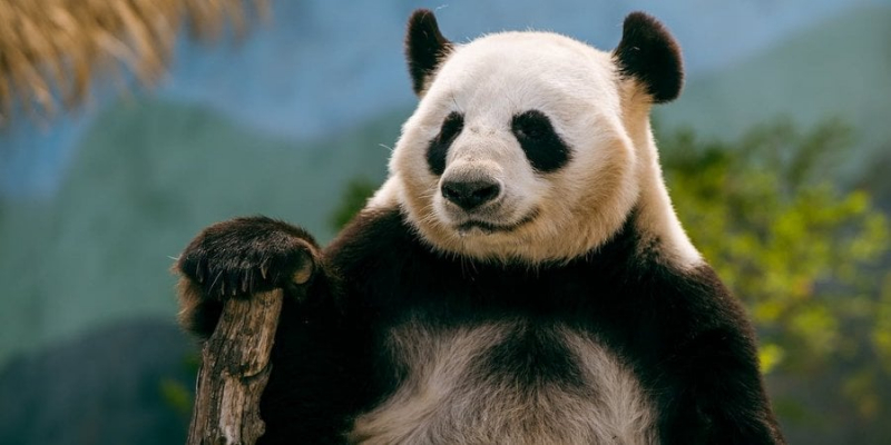 Майже як Facebook. Дослідники виявили кумедну особливість поведінки панд