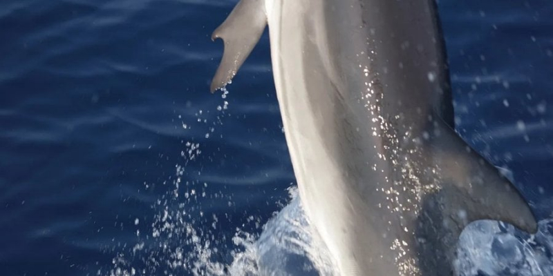 Один на мільйон. Біля берегів Греції побачили унікального дельфіна