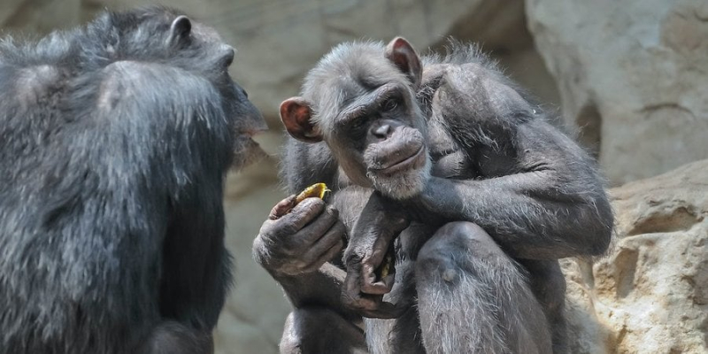 Справжня дружба. Мавпи впізнають одноплемінників через багато років
